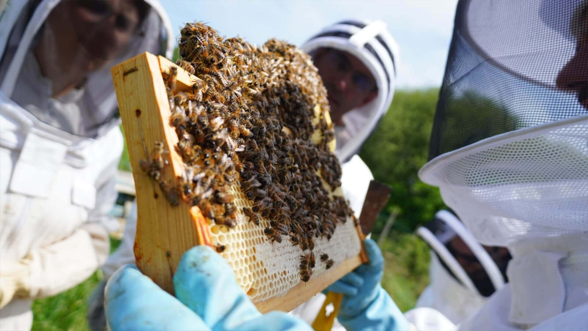 Activité apiculture lors d'un séminaire d'entreprise organisé par Au Gré du Vent