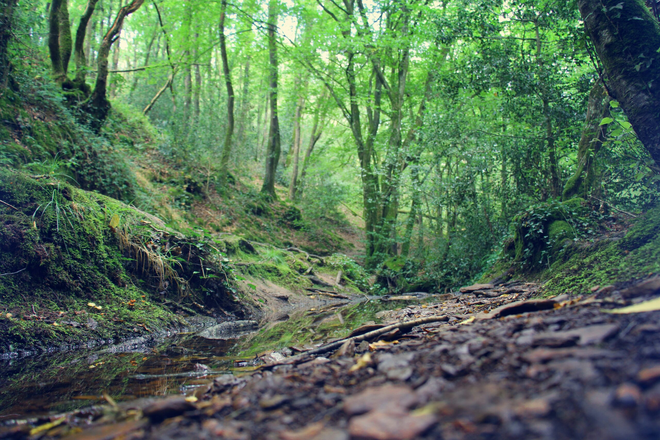 Organisez votre séminaire ou activité de team building à Brocéliande avec Au Gré du Vent